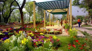 لاہور کے پارک میں سبز پودوں اور راستے کی ایک عمومی تصویر