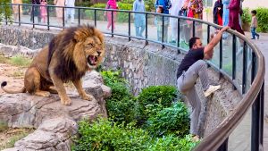 ویڈیو کا فریم جس میں لاہور چڑیا گھر کے شیروں کے پنجرے کے اندر ایک شخص کھڑا ہے