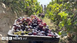 کوئٹہ کے نواحی علاقے میں قدیم انگور کا باغ اور انگوروں کے گھنے بیل