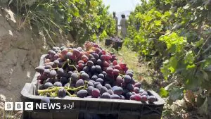 کوئٹہ کے نواحی علاقے میں قدیم انگور کا باغ اور انگوروں کے گھنے بیل