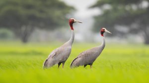 کھیت میں کھڑی سارس کرین اور جنگلی حیات کے ذمہ داروں کی علامتی تصویر