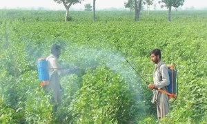 نیفسا کا کیڑے مار ادویات کے لیے ڈیجیٹل ریگولیٹری فریم ورک کا اعلان