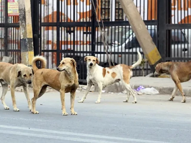 راولپنڈی ہسپتال میں ڈاگ بائٹ کے زخمیوں کو طبی امداد دی جاتی ہوئی شکل