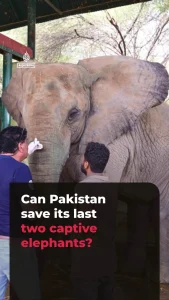پاکستان میں لائے گئے افریقی ہاتھی مادوبالا کی طبی نگرانی کرتے وٹرنری ماہرین
