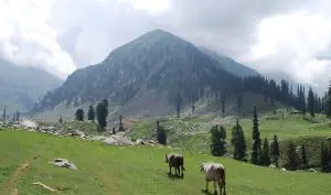 کمراٹ ویلی میں باپ نے اپینڈکس کے مریض بچی کو پیٹھ پر اٹھا کر سنگلاخ چٹانیں عبور کیں | لمحہ نیوز